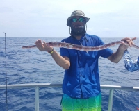 Trumpet Fish